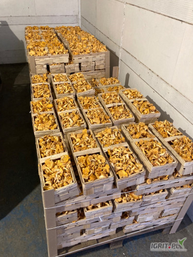 Sprzedam świeżą kurkę pakowaną w łubianki po 1 kg. - ilości hurtowe.  Możliwość spakowania wedle potrzeb klienta. 