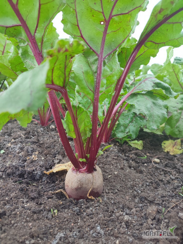 Sprzedam buraczka czerwonego odmiana wodan szykowany pod zamówienie cena 1.5zl powyżej 100kg 1 zł 
