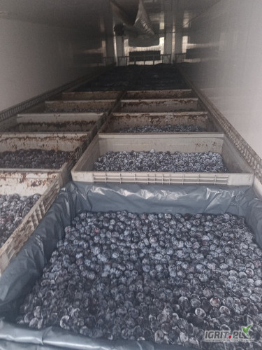 Kupię śliwkę przemysłową z przeznaczeniem na alkohol. Odbiór własnym transportem, płatne gotówką. Minimum 5 ton .