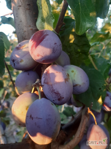 Sprzedam sliwe top rozmiar 3.2+ ilość 20 ton towar na drzewie przewidywany zbiór od 12.08