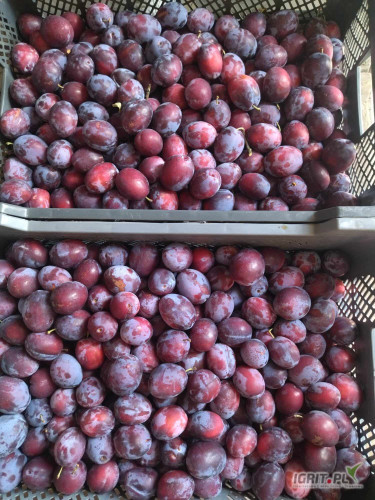 Sprzedam Śliwkę Jubileum 500kg