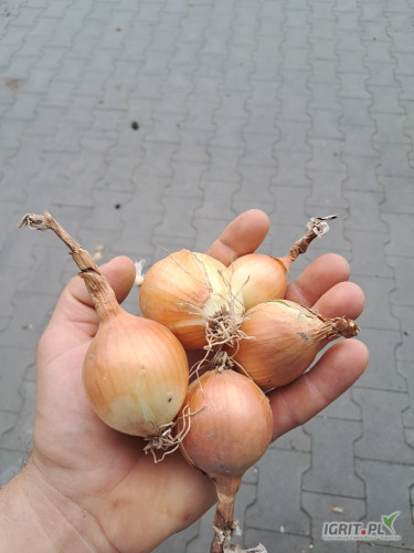 Sprzedam drobna cebule na wysadke, odmiana Sedona, cena 40 gr kg, ok 30t big bag,  skrzynia lub luzem. Zapraszam 
