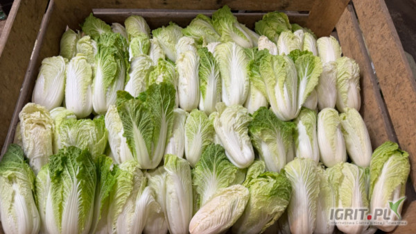 Sprzedam drobną kapustę pekińską poniżej 0,5kg towar zdrowy i czysty w środku, spakuje pod zamówienie 
