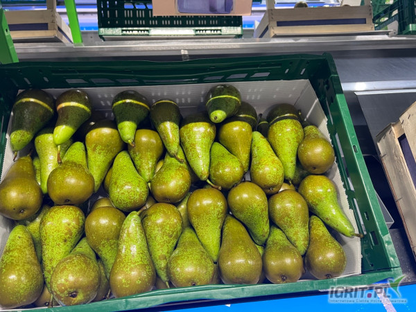 Sprzedam Gruszke KONFERENCJE kaliber 50/55/60/65/70/75/80 +. Skrzynka 12kg Drewniana&nbsp;przygotowana na export. Ilości całosamochodowe....