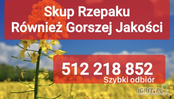 Kupię rzepak również zanieczyszczony gorszej jakosci szybki odbiór i płatność po załadunku 
