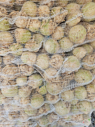 Sprzedam duże ilości selera mytego kaliber handlowy oraz 1kg+ duże ilości, opakowanie dowolne możliwość stałej współpracy 