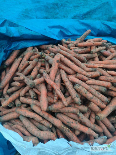 Witam ,sprzedam przesortowaną handlową marchew na brudno. Posiadam również marchew grubą oraz odpadową.