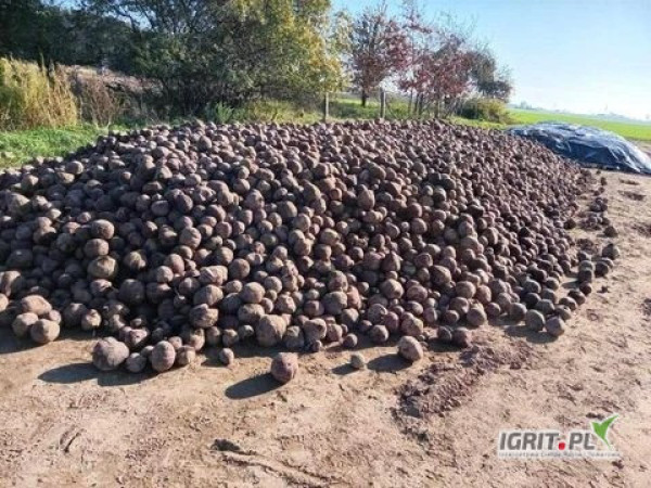 Sprzedam buraczka odmiany Wodan w kalibrarzu 5-15 czyli tak jak urosło, cena 0,30 zł.

