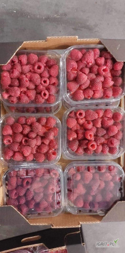 Sprzedam maline, 12x125g, ładny świeży towar