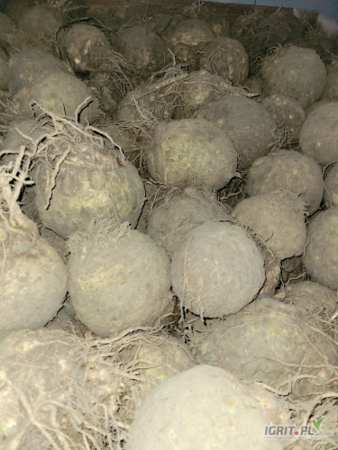 Sprzedam seler markiz 0.8-2 kg ok 30 ton na brudno po 2,20 zł 