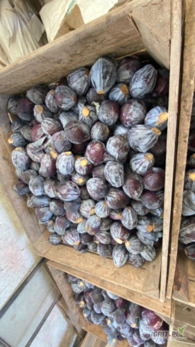 sprzedam kapustę czerwoną drobną ( do 1kg) ilość około 2t 