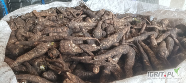 Sprzedam pietruszkę Arat. 18 big bag. 