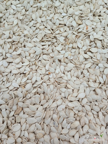 Sprzedam pestkę dyni w łupinie ok1600kg.Cena do uzgodnienia,Kłodawa pow.Koło.536 597 843.