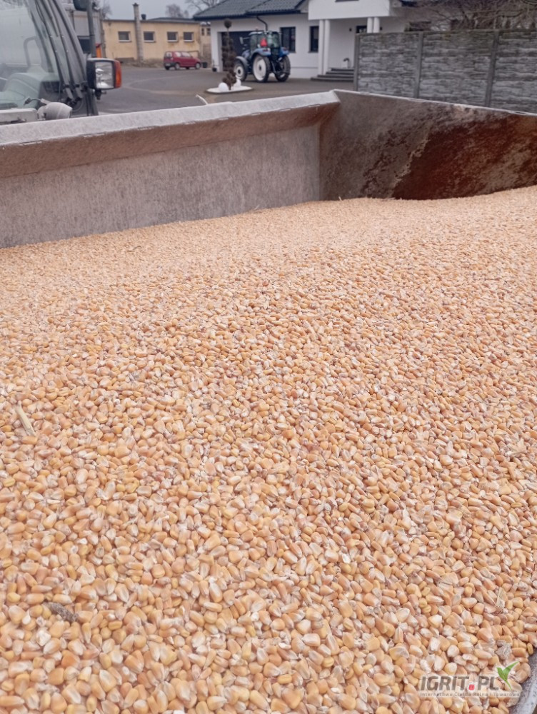 Sprzedam kukurydzę suchą krajową po 50 ton , cena netto gotówka lub przedpłata załadunek auta 10 minut waga na miejscu 