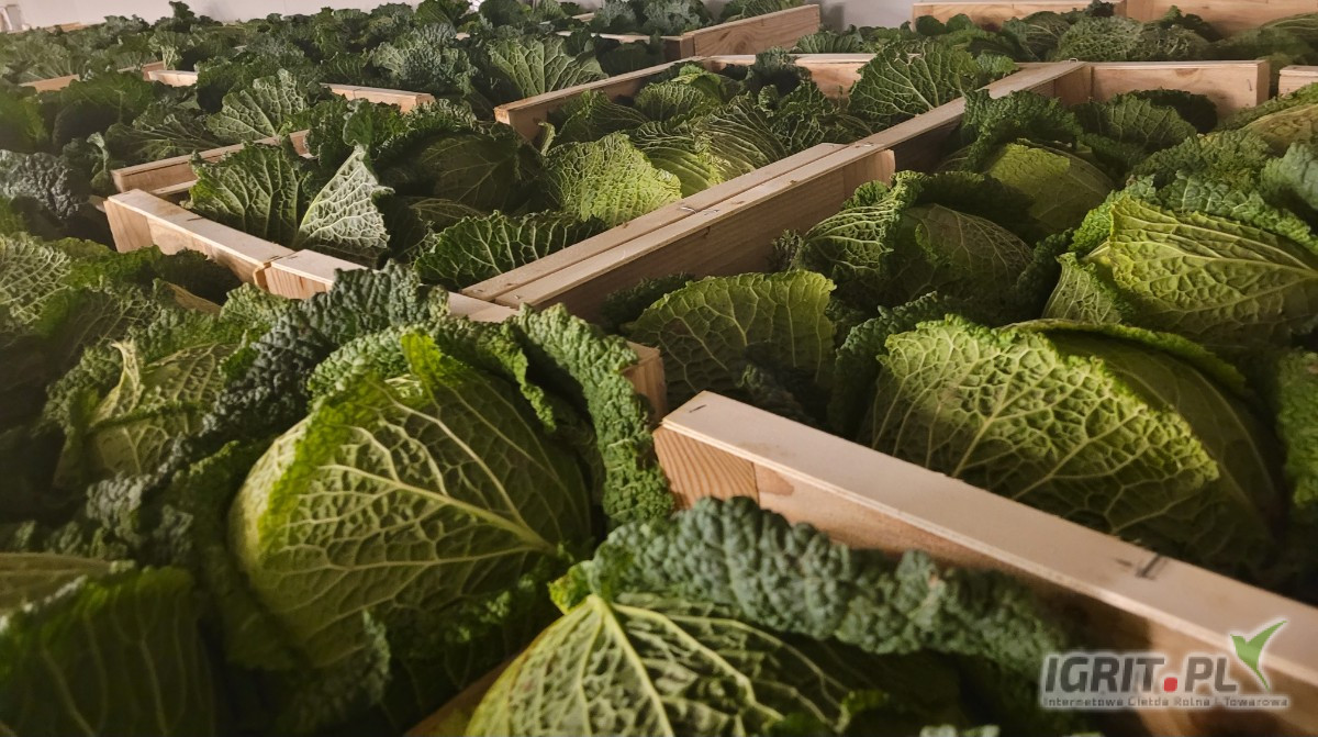 Do sprzedania ilości hurtowe portugalskiej kapusty włoskiej, kaliber 6 szt. Średnia waga netto- 12,8 kg. Dostępna ilość około...