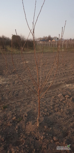 Sprzedam drzewka wisni, odmiana lutowka, 70 szt