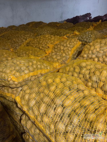 Sprzedam ziemniaki odmiany soraya naszykowane 12000kg w workach 25kg, kaliber 30-45. Sprzedaż najchętniej w całości 70gr za kg. 