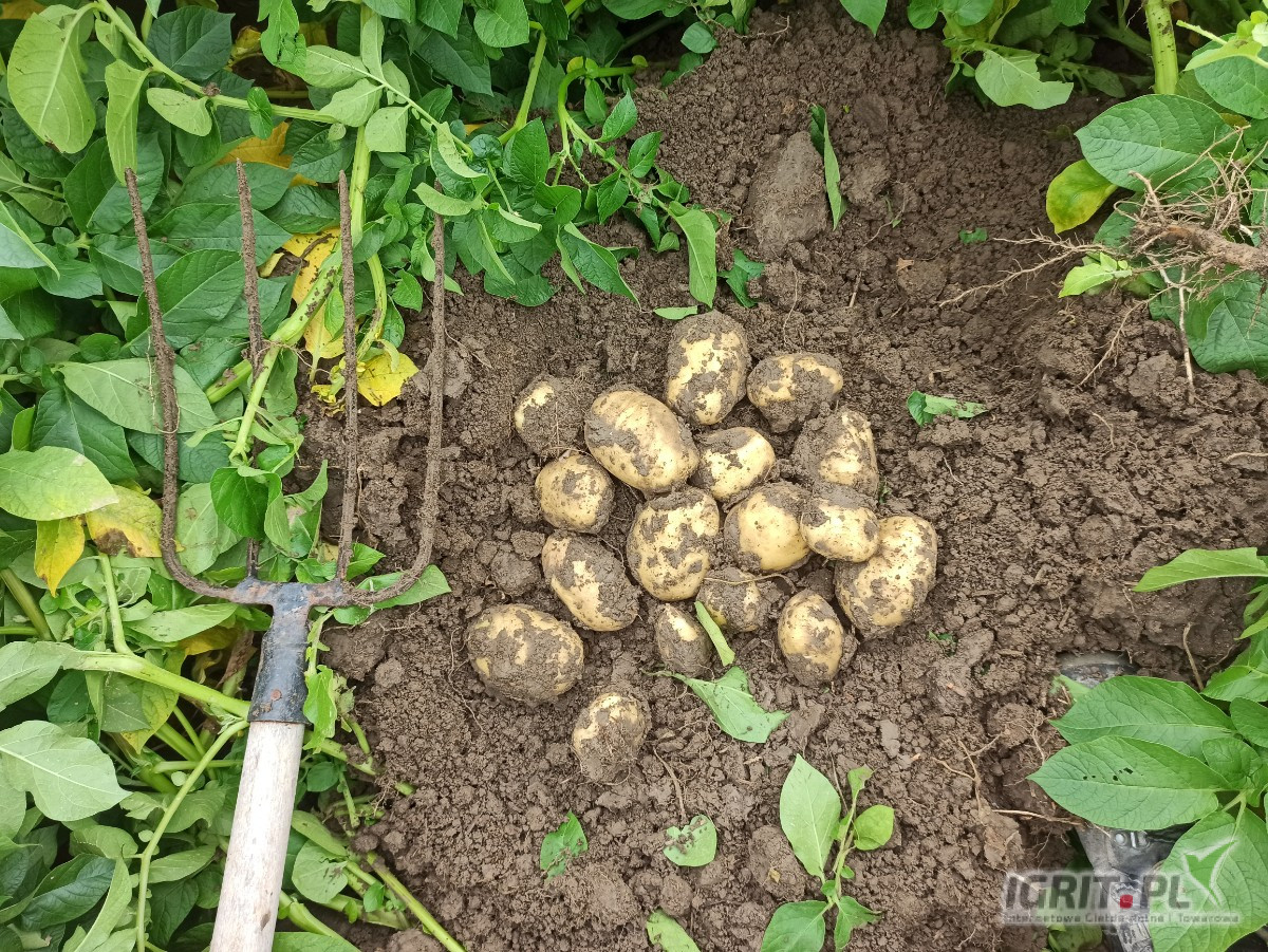Sprzedam ziemniak marisol  po centrali kal 30-40 40-50 
