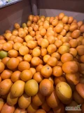 Sprzedam Pomarańcze kat.1 IMPORT EGIPT. odm. VALENCIA. Opakowanie: 600kg / 15 kg  2 auta. Już w polsce. Po więcej inforamcji zapraszam...