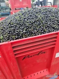 Witam. Nawiąże współpracę z producentami porzeczki czarnej w sezonie 2025. Całe kisteny, szybkie płatności, odbieram z całego...