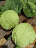 Sprzedam kapustę włoską bez liścia całe główki 1-2.5kg ilości paletowe i tirowe 