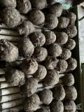 Sprzedam na brudno seler odmiany Balena do mycia lub na włoszczyznę . Kaliber 1 kg +. Zdrowy.  Graasp. Duże i małe ilości. Jest...