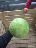 Kupię każdą ilość kapusty białej I czerwonej Radek Malesza zapraszam znajomych i nowych .