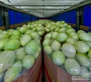 Kupię kapustę przemysłową bez chorób oraz szkodników, waga 3-8 kg, opakowanie Karton Box. Ilośći cało pojazdowe po 21-23 tony....