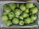 Sprzedam mutsu około 150 klatek