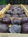 Witam, sprzedam belgjiski salata. 310 gram+, 350 gram+ i 390 gram+. 
