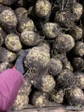 Sprzedam na brudno seler odmiany Balena. Kaliber do 1 kg oraz 1-1,5 kg. ,  Graasp. 