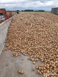 Sprzedam cebulę zimowa na worek, sucha zebrana gotowa do pakowania, zapraszam pod nr 6 9 6 6 6 0 0 9 6 