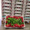Do sprzedania ilości hurtowe rzodkiewki włoskiej, pakowanej po 20 pęczków w opakowaniu. Waga średnia netto op. - 6,2 kg. Dostępne...