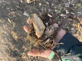 Oferujemy zrębki iglaste pod plantacje Borówki 
