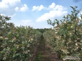 Plantacja borówki amerykańskiej
