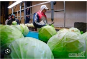 Cześć! Poszukuję młodych mężczyzn na sezon przetwarzania/zbioru kapusty 2025 od kwietnia do grudnia. Krótsze okresy również...