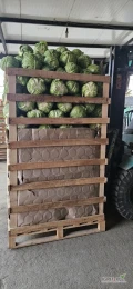 Sprzedam pod zamówienia główki kapusty mlodej 2 kg w górę. Towar świeży, atrakcyjne ceny dla przemysłu. W ofercie również ogórki....