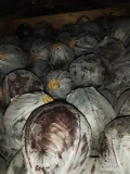 Sprzedam kapustę czerwona 1-2.5kg ilości paletowe.