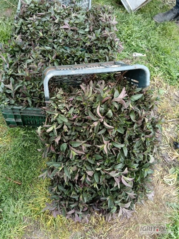 /images/posts/2025/05/2012038/bcekUrSEkbf9hdHEbqQspby6p9nZjrE9OyUZdHrU.jpeg