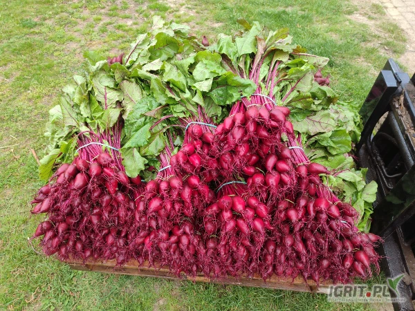 /images/posts/2025/04/2001511/vNyocv26dYQeSQaprOulrxicld47RLUsj9n5J9Hp.jpeg