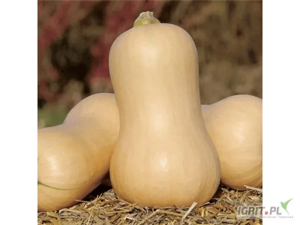 /images/posts/2025/01/1962039/jRMkAS5nx7G1dlH3xefjHgd3Jz6JQtMjPJPCmlck.jpeg