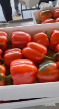 PAPRYKA CZERWONA I ŻÓŁTA. HUTRT SAMOCHODOWY 15.600KG NETTO
