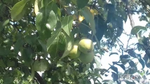 sprzedam gruszka klapsa z starych drzew 667515130----rwane pod zamowienie