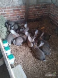 Witam sprzedam młode samiczki Olbrzym Belgijski wieku 6 miesięcy waga 5-6 kg zaszczepione i odrobaczone jest 13 sztuk idealne do dalszej...