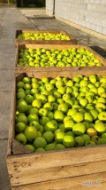 SPRZEDAM 40 TON GOLDENA PO FRESHU. OWOCE CZYSTE BEZ JAKICHKOLWIEK USZKODZEŃ. 