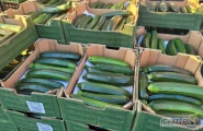 Cukinia 5 kg  Hiszpania- świeża dostawa.
