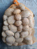 Sprzedam ziemniaki jadalne odmiany Magnolia, kilka ton, cena 18zł/15kg. Posiadam również inne odmiany. W razie pytań proszę dzwonić. 