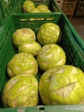 Spędzam kalarepę kossak kaliber 1-4kg. Cena oraz opakowanie do uzgodnienia.
