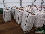 Ziemniaki Lilly ilości torowe spakowane w big bag z badaniami fito 
