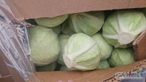 Witam sprzedam kapuste białą w karton bok od 1-4 kg ilość tirowa zainteresowanych zapraszam i posiadam jedno auto na przemysł 